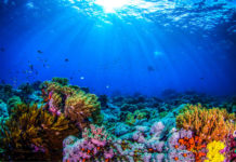oceani barriera corallina